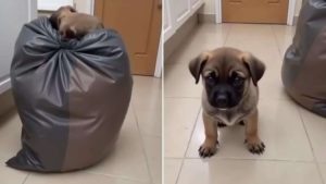 Heartbreaking footage shows a puppy crying inside a sealed trash bag and what happens when it moves brings shocking bad news